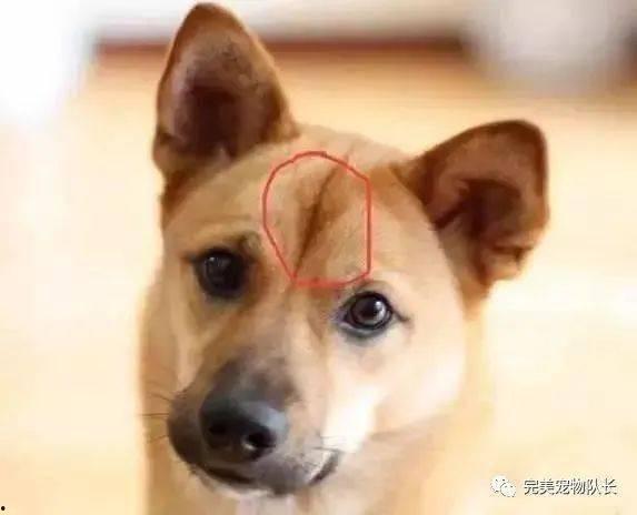 娱乐吃瓜酱忠犬