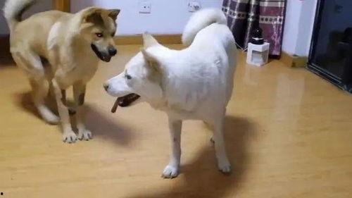 娱乐吃瓜酱忠犬