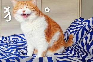 娱乐吃瓜酱营业的猫,揭秘吃瓜酱营业的猫界风云