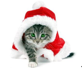 娱乐吃瓜酱营业的猫,揭秘吃瓜酱营业的猫界风云